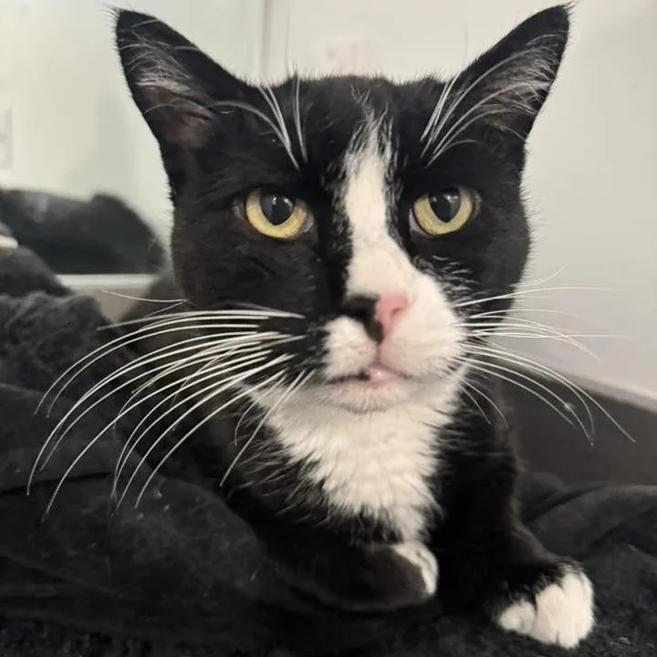 Sugarnovackhiggins thumbnail 5