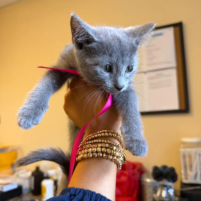 A baby small-sized female Gray / Blue / Silver Domestic Short Hair cat named Birdie for adoption in New York, NY