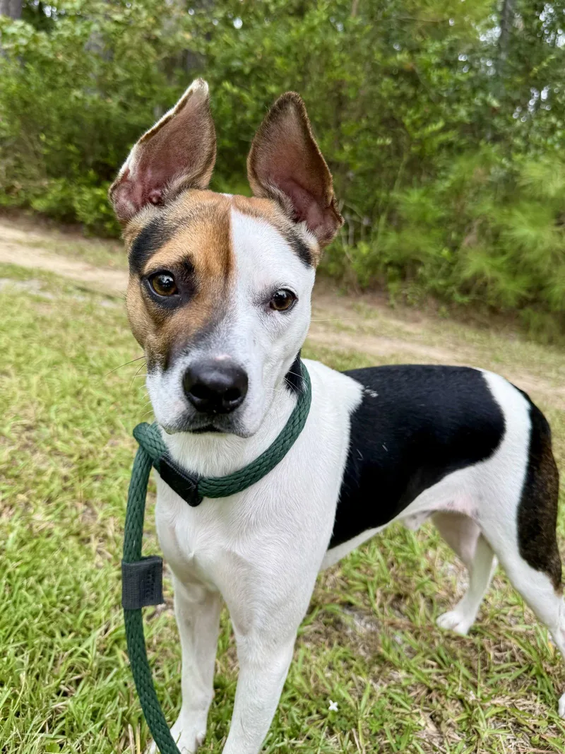 An adult large-sized male Rat Terrier dog named Jack for adoption in Hilton Head Island, SC
