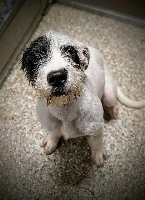 A young large-sized female Parson Russell Terrier dog named Marigold for adoption in Clyde, NC