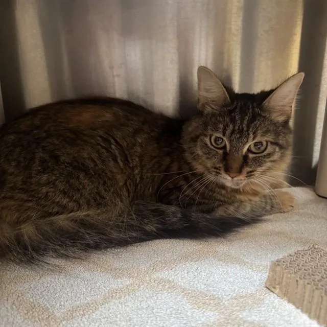 A young small-sized female Domestic Medium Hair cat named Champagne for adoption in Alameda, CA