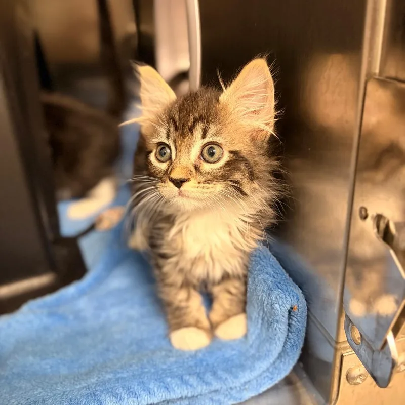 A baby small-sized female Domestic Short Hair cat named Paisley for adoption in Spokane, WA