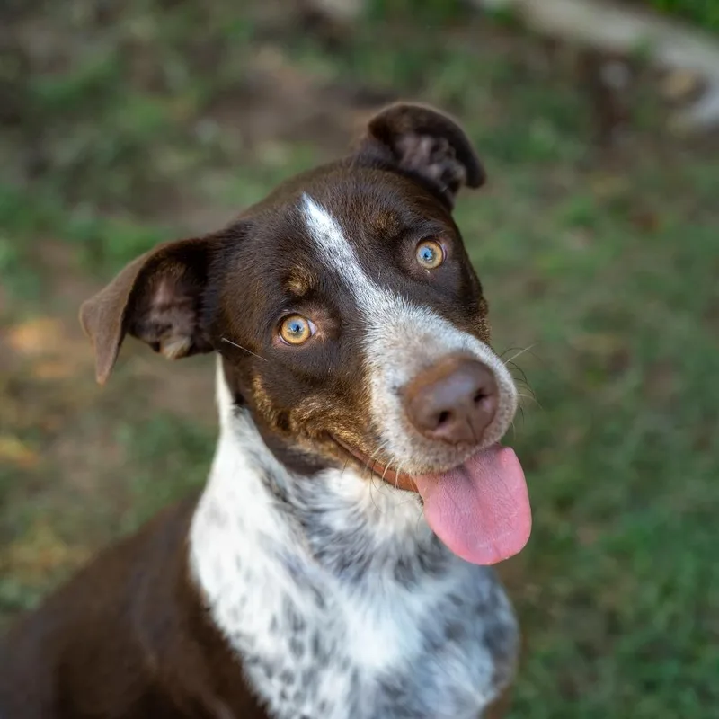 A young medium-sized male Terrier dog named Winston for adoption in Gainesville, GA
