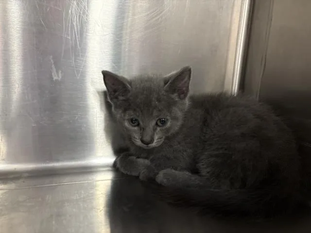 A baby small-sized female Domestic Short Hair cat named Adrianna for adoption in Thousand Palms, CA