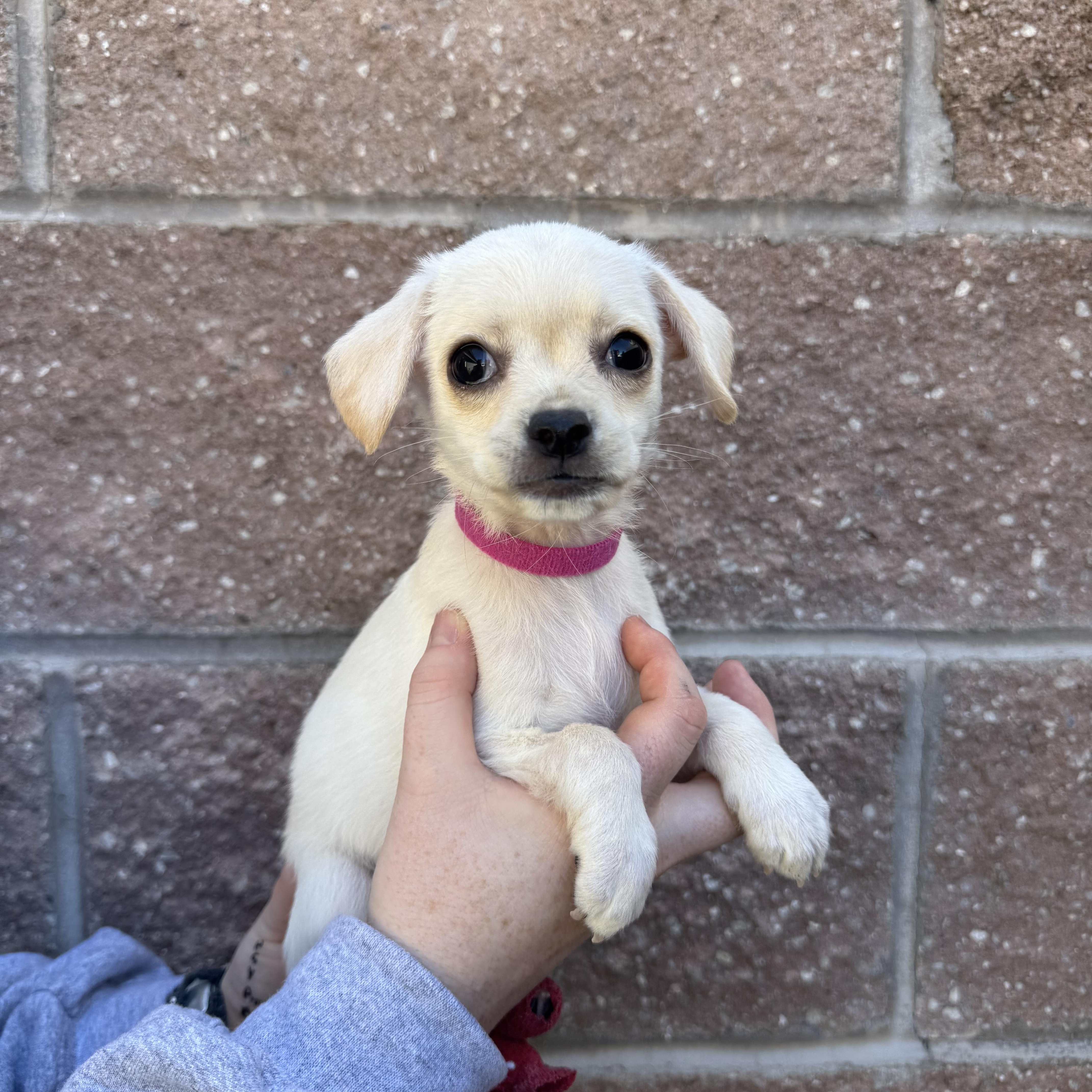 A baby small-sized female Mixed Breed dog named Cheese for adoption in Henderson, NV