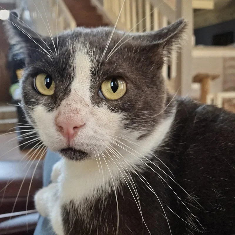 Archie loveslaps