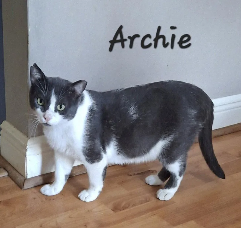 Archie loveslaps thumbnail 2