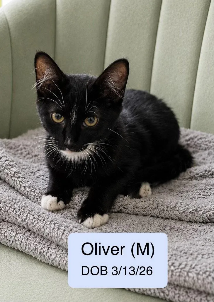 A baby medium-sized male Black & White / Tuxedo Domestic Medium Hair cat named Oliver for adoption in Vacaville, CA
