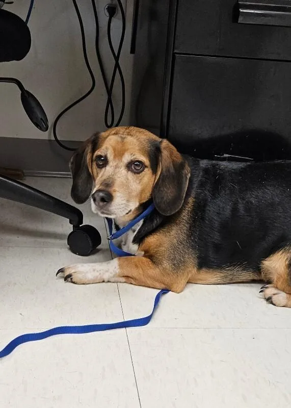 An adult medium-sized male Black Beagle dog named Scout for adoption in Disputanta, VA