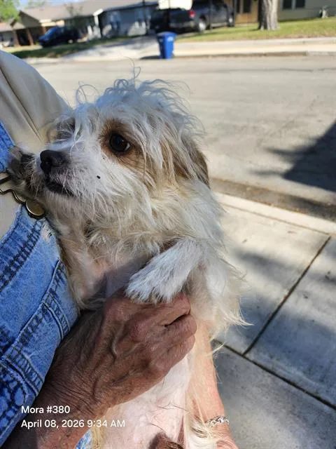 A young small-sized male Scottish Terrier dog named Melcocha for adoption in San Antonio, TX
