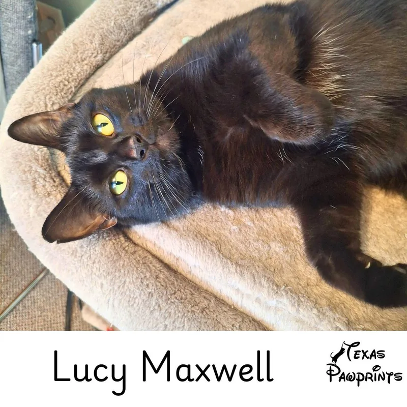 Lucy Maxwell thumbnail 2