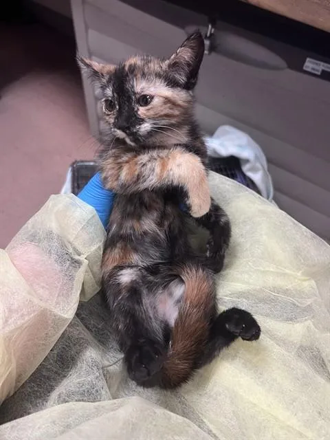 A baby small-sized female Domestic Short Hair cat named Cheyenne for adoption in San Jose, CA