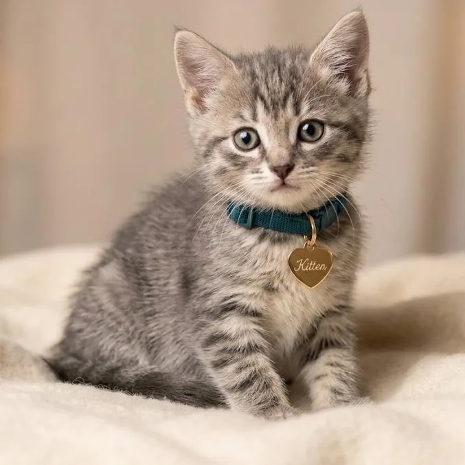 A baby small-sized male Gray / Blue / Silver Siamese cat named Fig Newton for adoption in Hannibal, MO