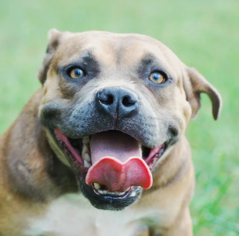 A young medium-sized female American Bully dog named Olga for adoption in manchester, TN