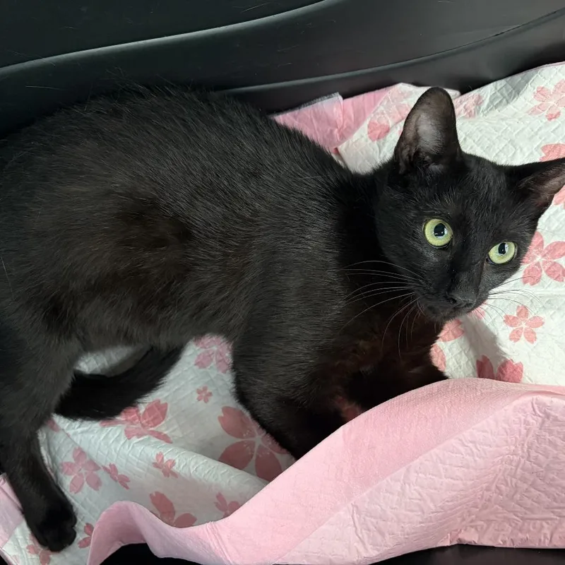 A young small-sized female Black Domestic Short Hair cat named Jiji for adoption in Brooklyn, NY