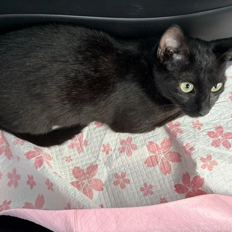 Jiji thumbnail 2