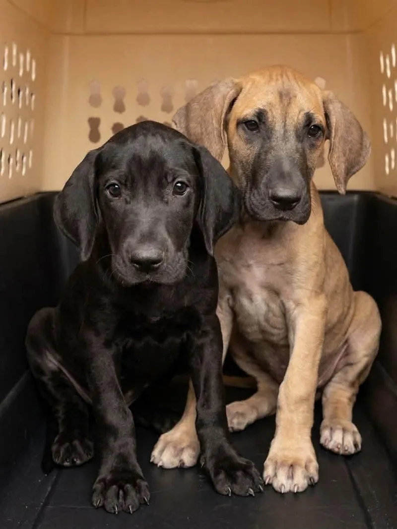 A baby large-sized male Cane Corso dog named Draco for adoption in Blairstown, NJ