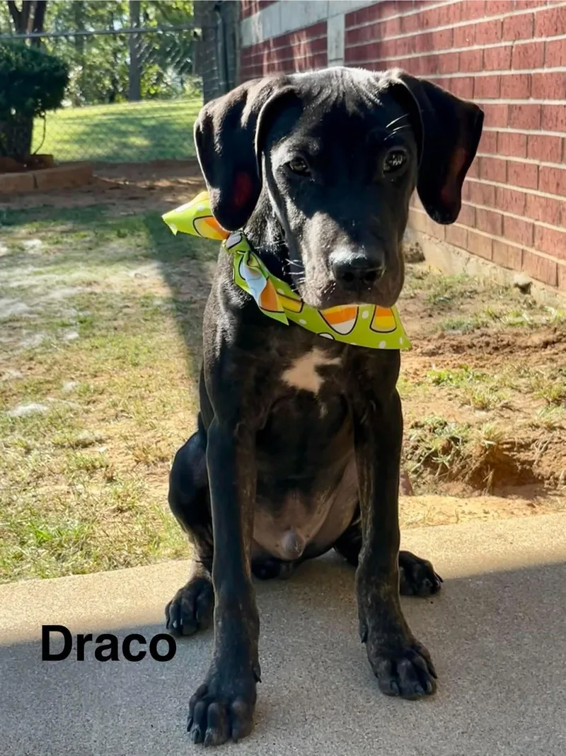 Draco thumbnail 2