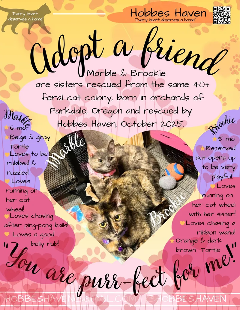 A baby medium-sized female Tortoiseshell American Shorthair cat named Marble A Magical Charmer! for adoption in The Dalles, OR