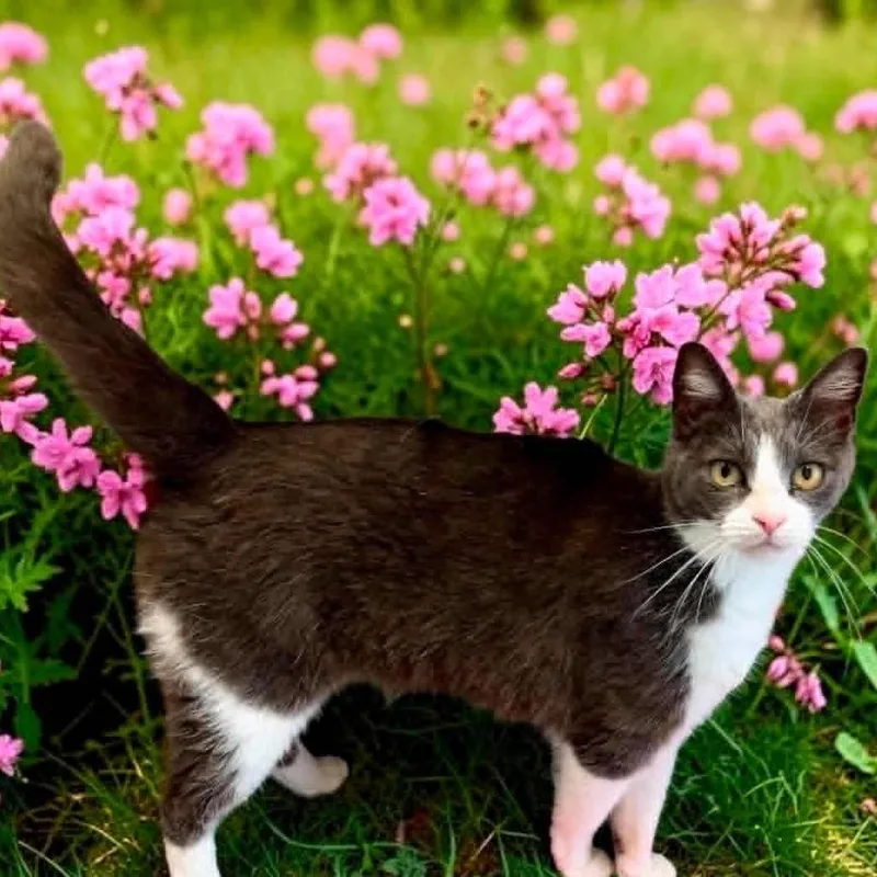 An adult medium-sized female Black Domestic Short Hair cat named Buggy for adoption in Bentonville, AR