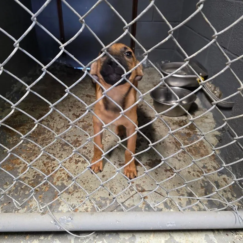 A young medium-sized female Brown / Chocolate Shepherd dog named Acorn for adoption in Austin, TX