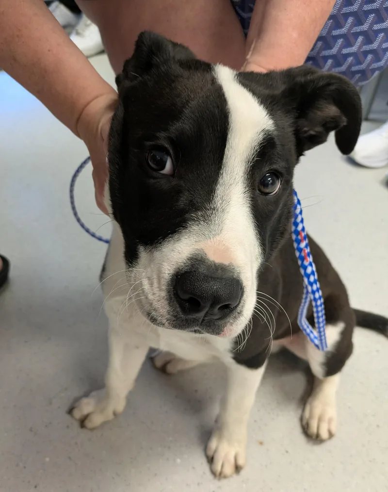 A young medium-sized male Black Border Collie dog named Jake for adoption in Allen, TX