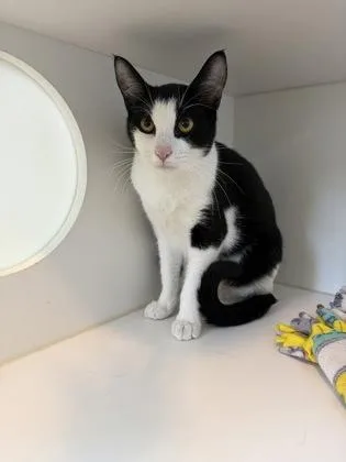 A young small-sized male Domestic Short Hair cat named Nacho for adoption in Divide, CO