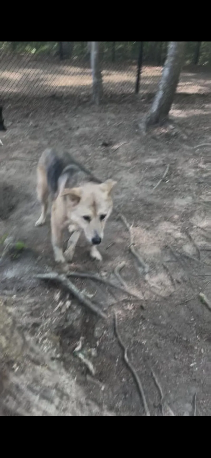 A senior large-sized female Husky dog named Suka for adoption in Middlesex, NC