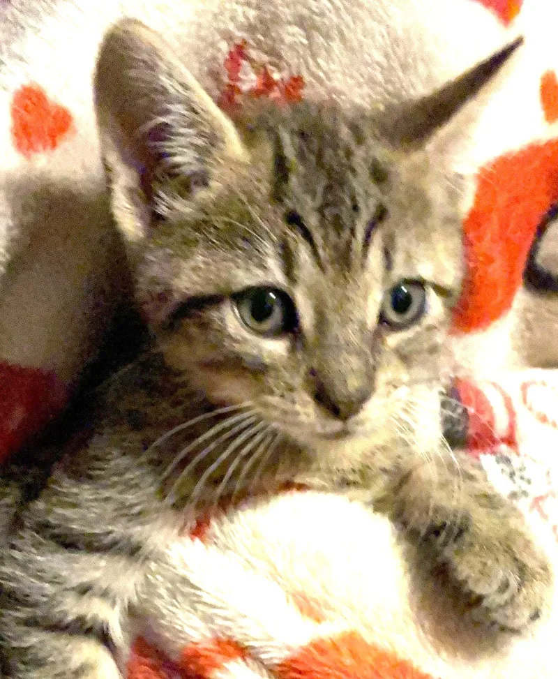 Jagger thumbnail 5
