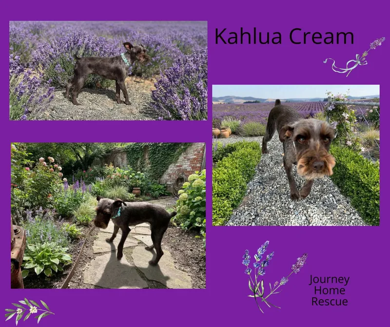 An adult small-sized female Schnauzer dog named Kahlua Cream for adoption in East Wenatchee, WA