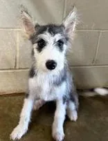 A young medium-sized female Black Husky dog named Sarabi for adoption in Munfordville, KY