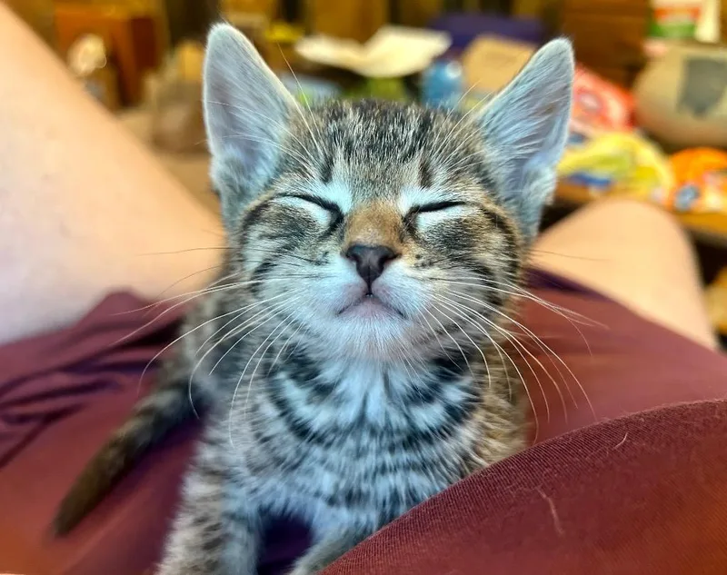 A baby small-sized male Domestic Short Hair cat named Toby for adoption in Claremore, OK