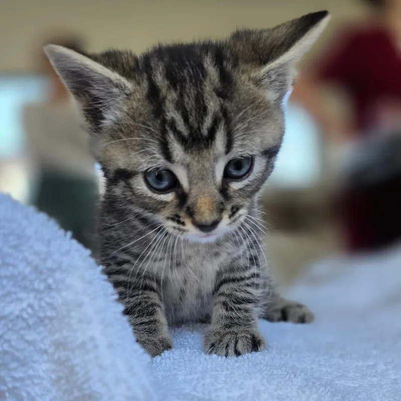 Bungalow Bill thumbnail 2