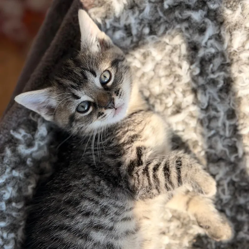 Bungalow Bill thumbnail 4