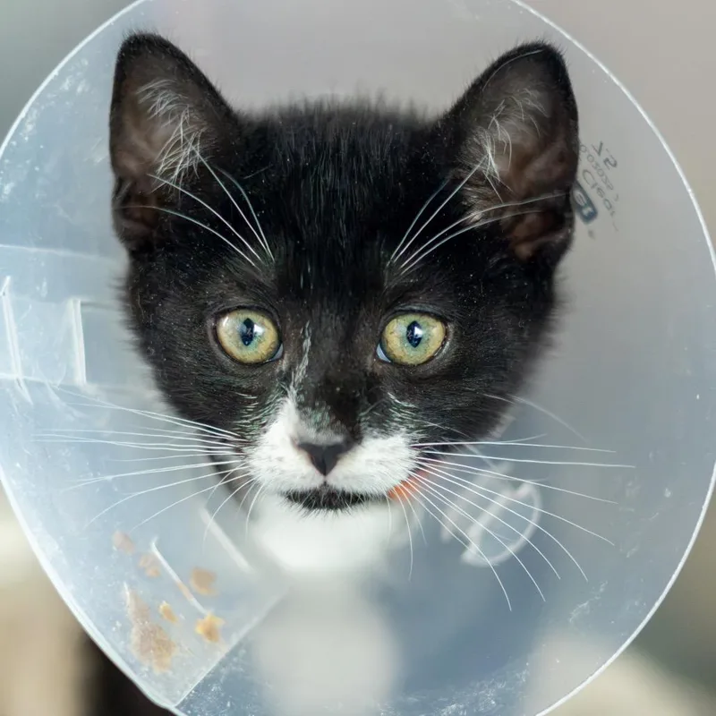 A baby small-sized female Domestic Short Hair cat named Cyd Charisse for adoption in Wilmington, DE