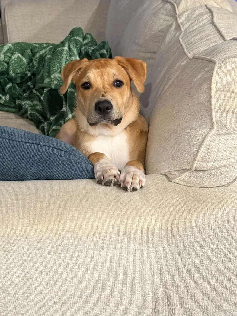 A young medium-sized female Apricot / Beige Yellow Labrador Retriever dog named Daisy for adoption in Foley, AL