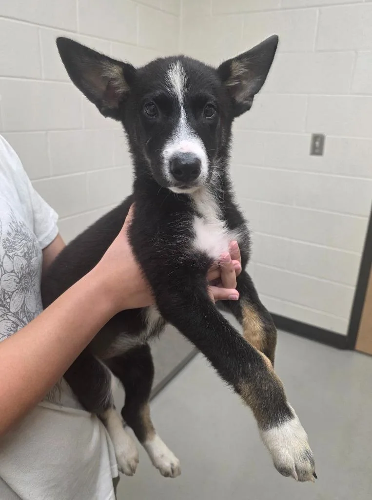A baby large-sized female German Shepherd Dog dog named Romi for adoption in Greeneville, TN