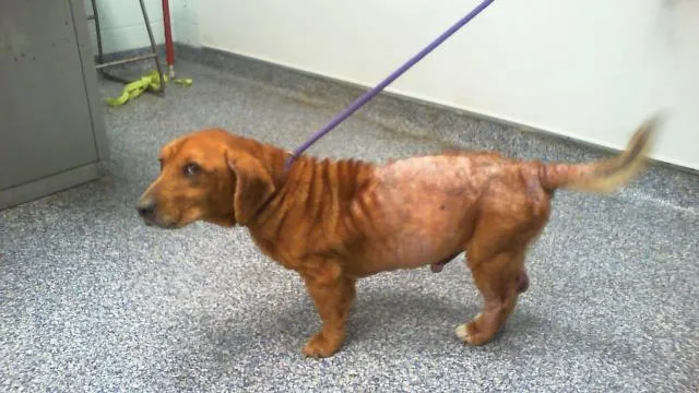 An adult medium-sized male Basset Hound dog named A for adoption in Charlotte, NC