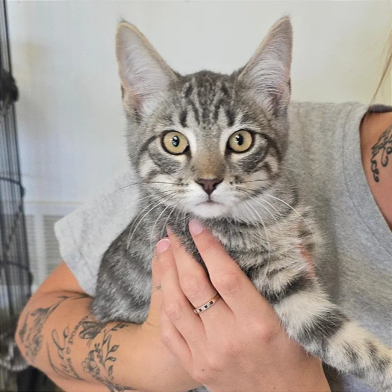 A baby medium-sized male Gray / Blue / Silver Domestic Short Hair cat named Maverick for adoption in Milan, IL