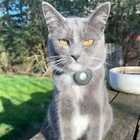 Mama Mistletoe thumbnail 3