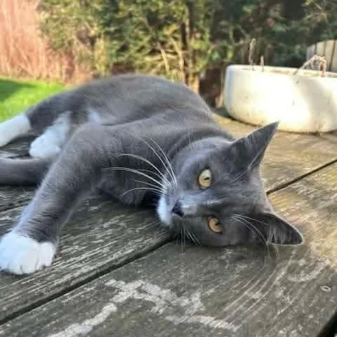 Mama Mistletoe thumbnail 4