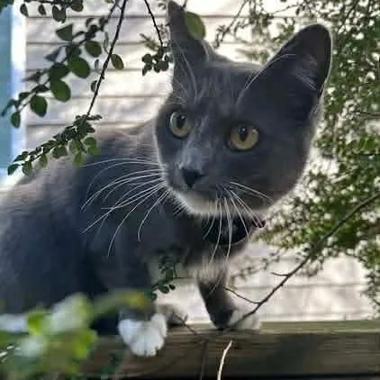 Mama Mistletoe thumbnail 5