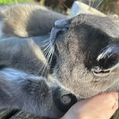 Mama Mistletoe thumbnail 6