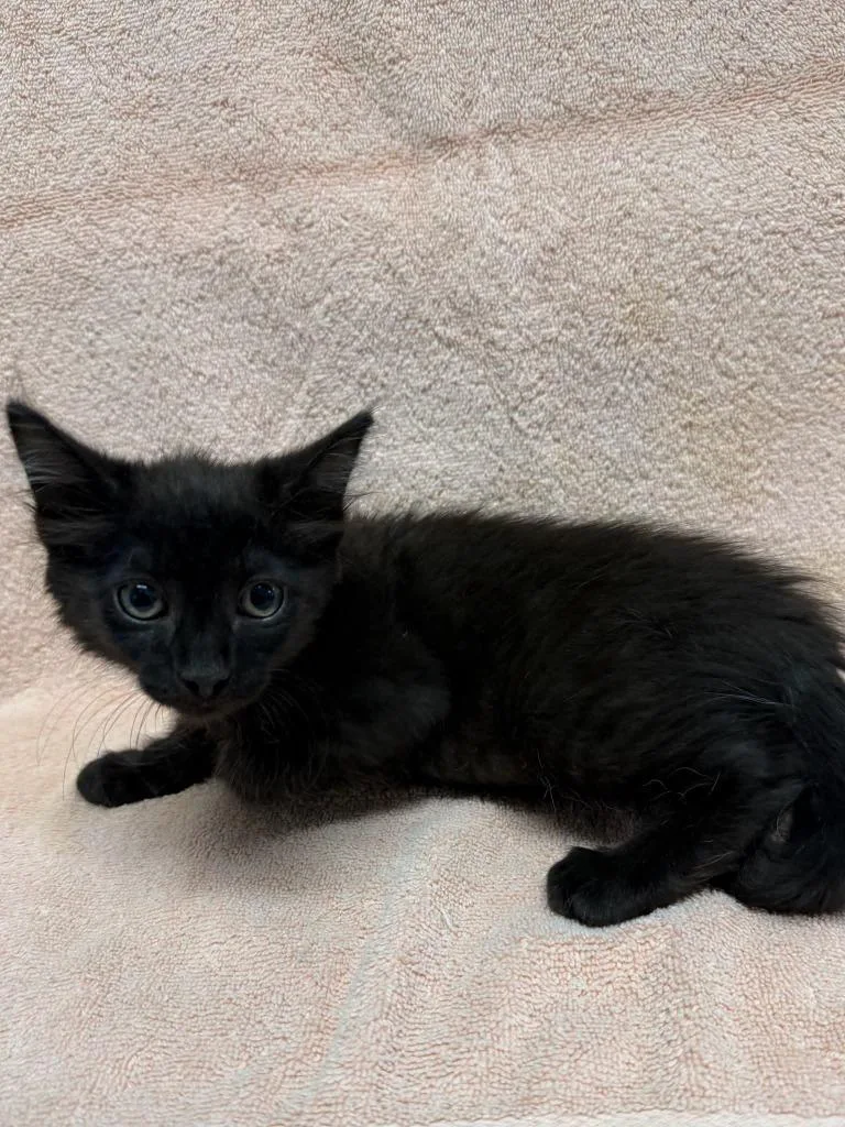 A baby medium-sized male Domestic Medium Hair cat named Harrison for adoption in Vacaville, CA