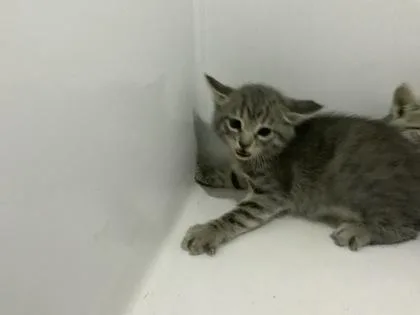 A baby small-sized male Domestic Medium Hair cat named Clyde for adoption in Atlanta, GA