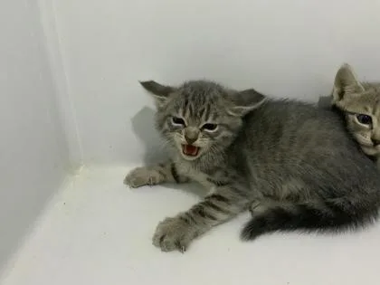 Clyde thumbnail 2