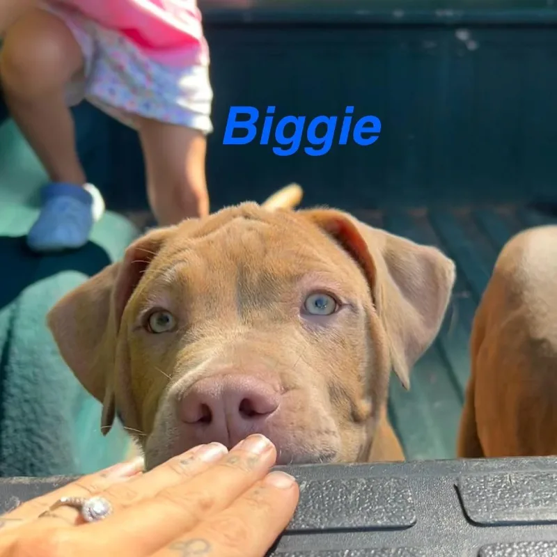 A baby small-sized male Pit Bull Terrier dog named Biggie for adoption in Lynchburg, VA