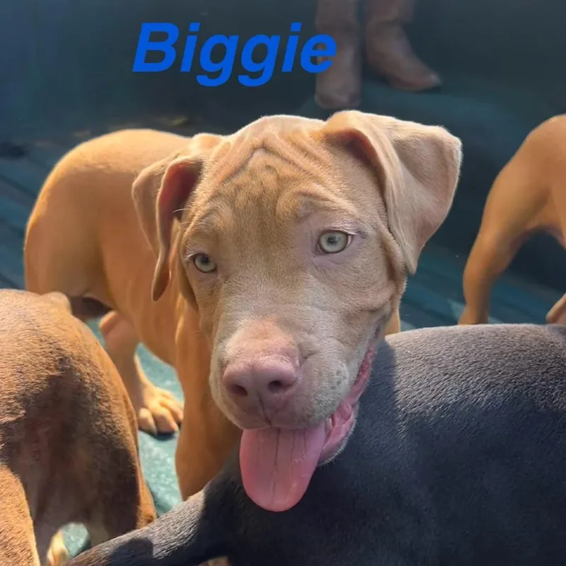Biggie thumbnail 2