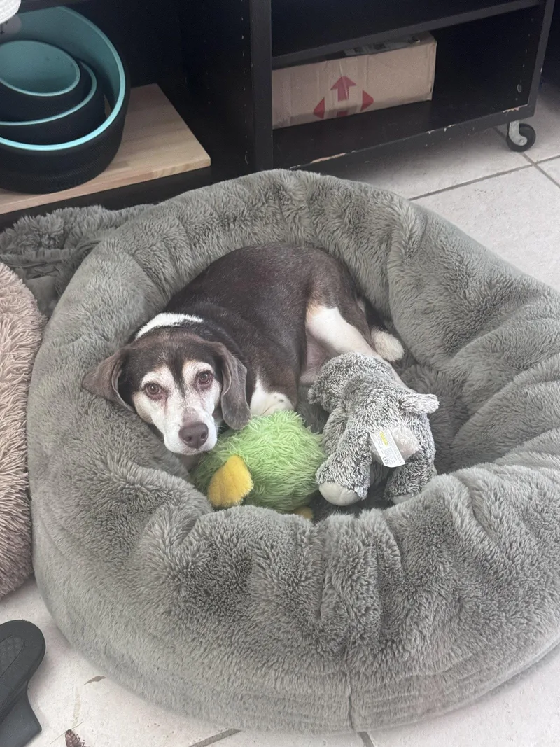 A senior medium-sized male Beagle dog named Gus Mitchell for adoption in Tampa, FL