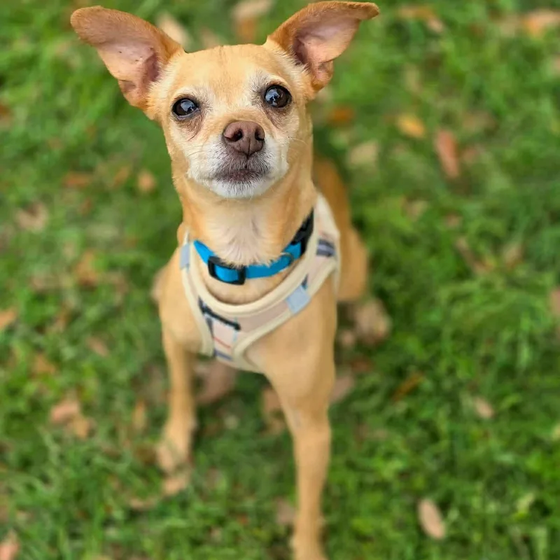 Chico